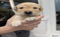 Labrador Retriever dogs for sale: Beautiful Labrador puppys  - Image 13