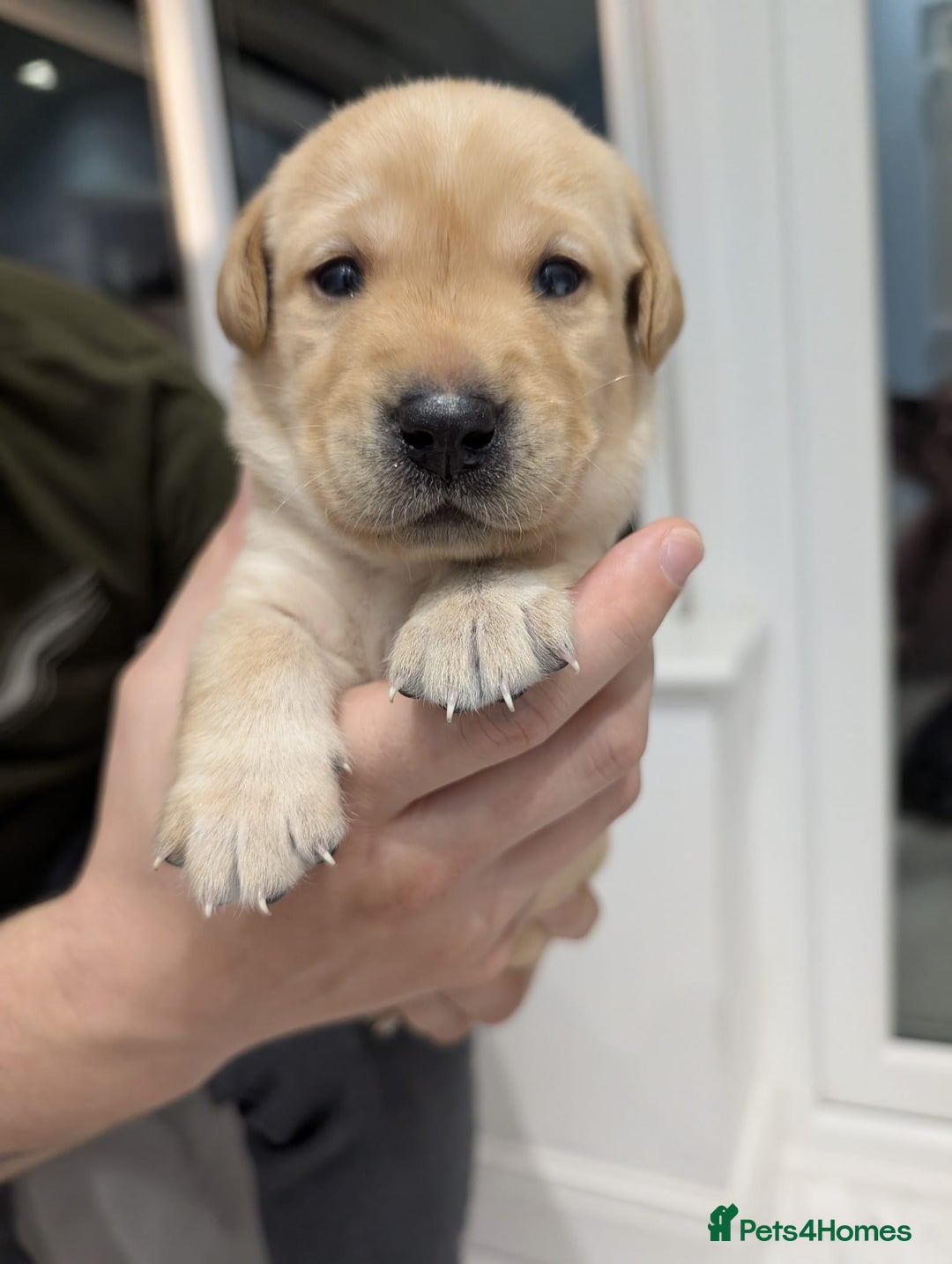 Labrador Retriever dogs for sale: Beautiful Labrador puppys  - Image 13