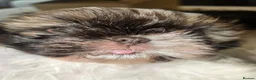 Shih Tzu dogs for sale: Boy shihtzu  in Wakefield - Advert 3