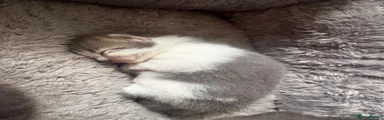 White and grey fluffy female pink collar 