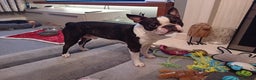 Boston Terrier dogs for stud: My handsome boy ready for stud - Advert 10