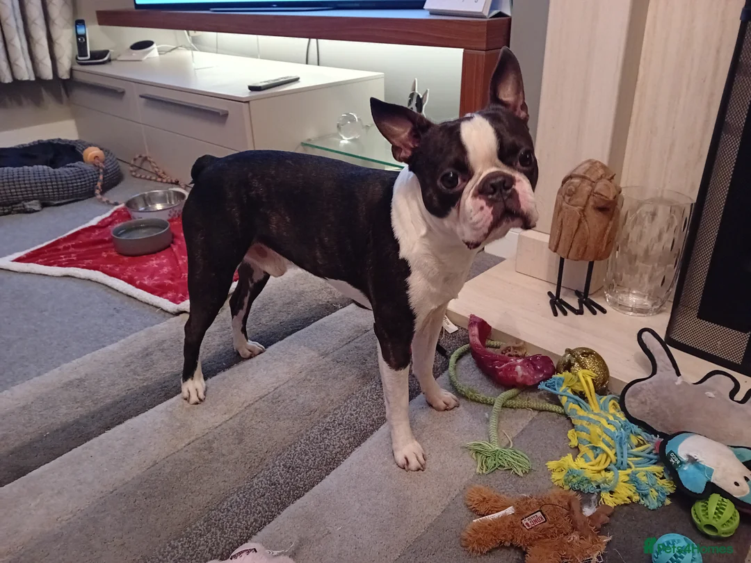Boston Terrier dogs for stud: My handsome boy ready for stud - Advert 10