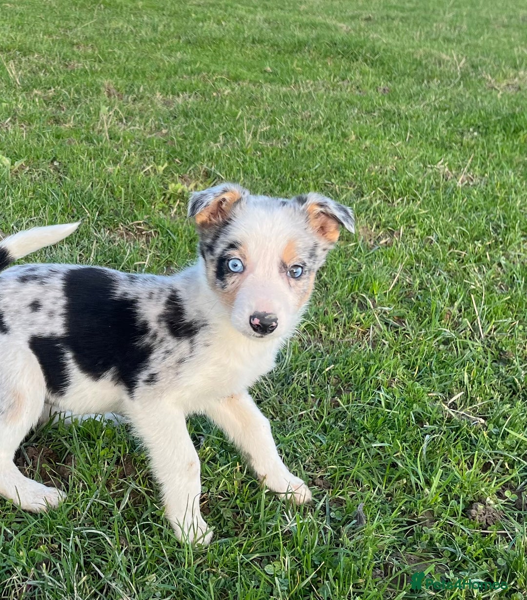 Border Collie dogs for sale: Red merle girl  - Advert 15