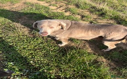 Labrador Retriever dogs for sale: Silver Labrador girl  - Image 1
