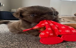 Shih Tzu dogs for sale: BLUE CARRING CHOC/LILAC IMPERIAL BOYS - Image 1