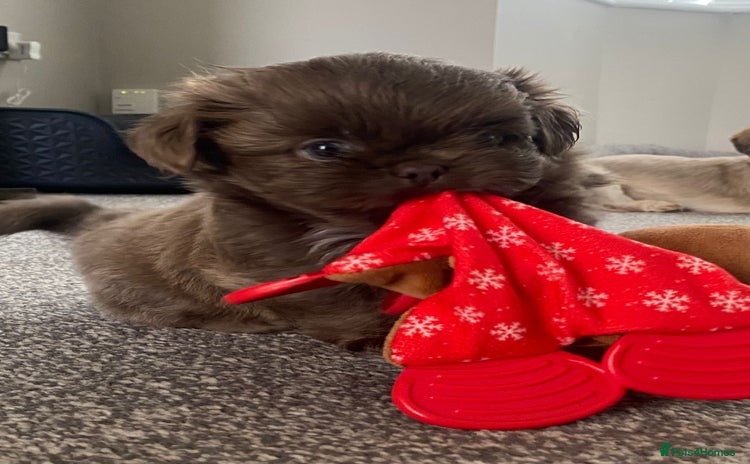 Shih Tzu dogs - Advert 3