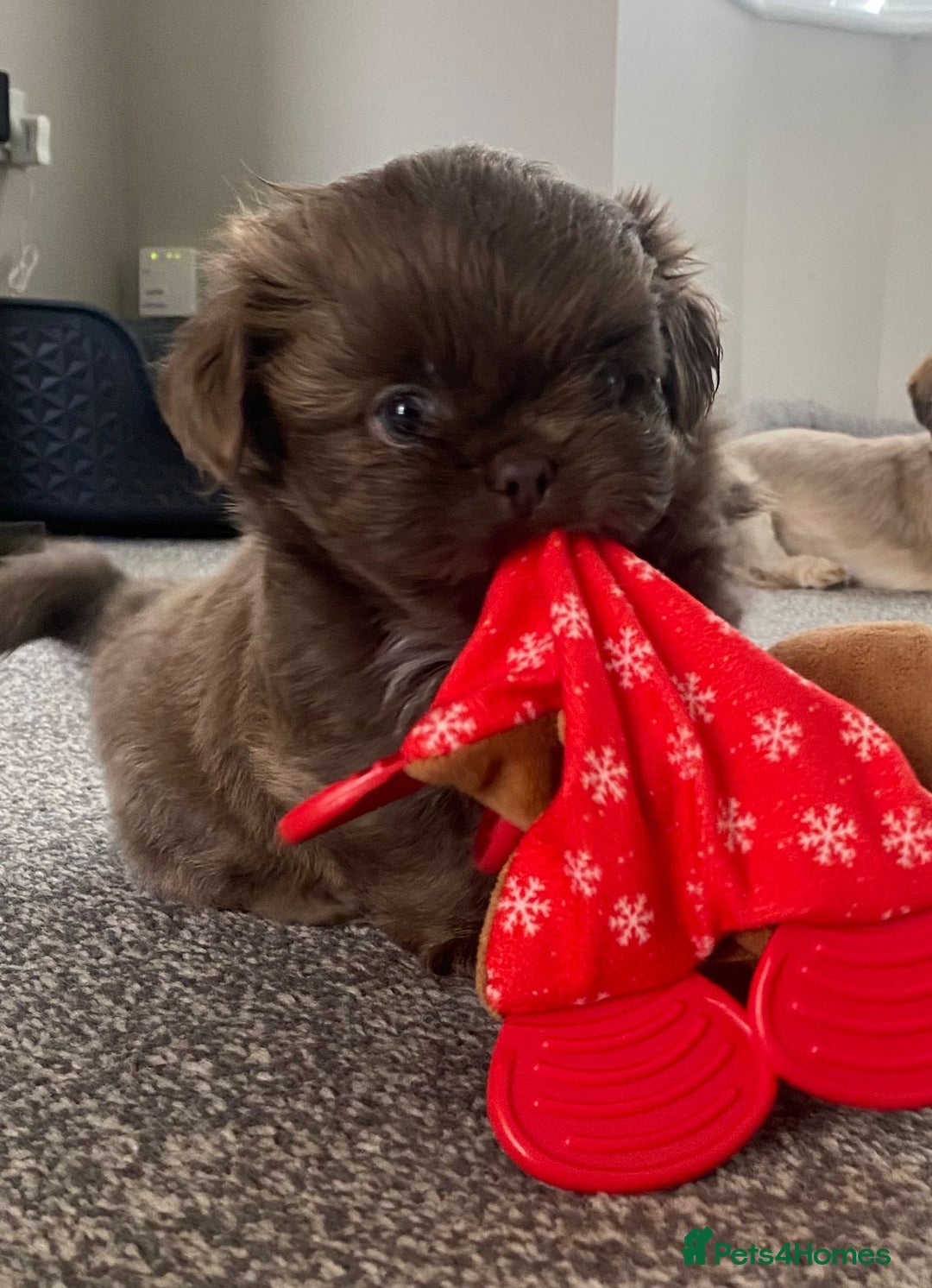 Shih Tzu dogs for sale: BLUE CARRING CHOC/LILAC IMPERIAL BOYS - Image 1