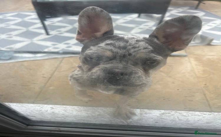 French Bulldog dogs - Advert 5