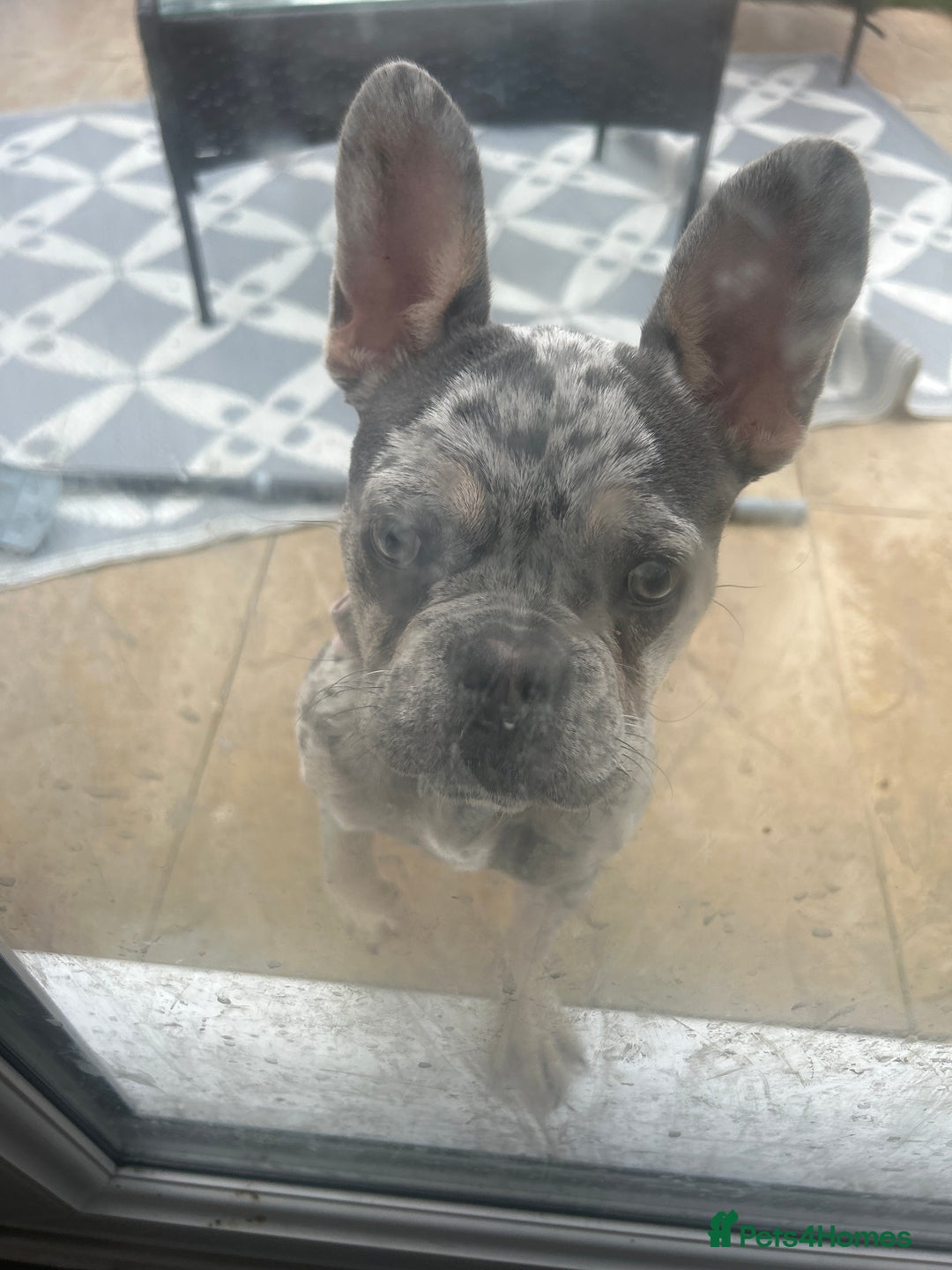 French Bulldog dogs for sale: French bulldog  - Image 1