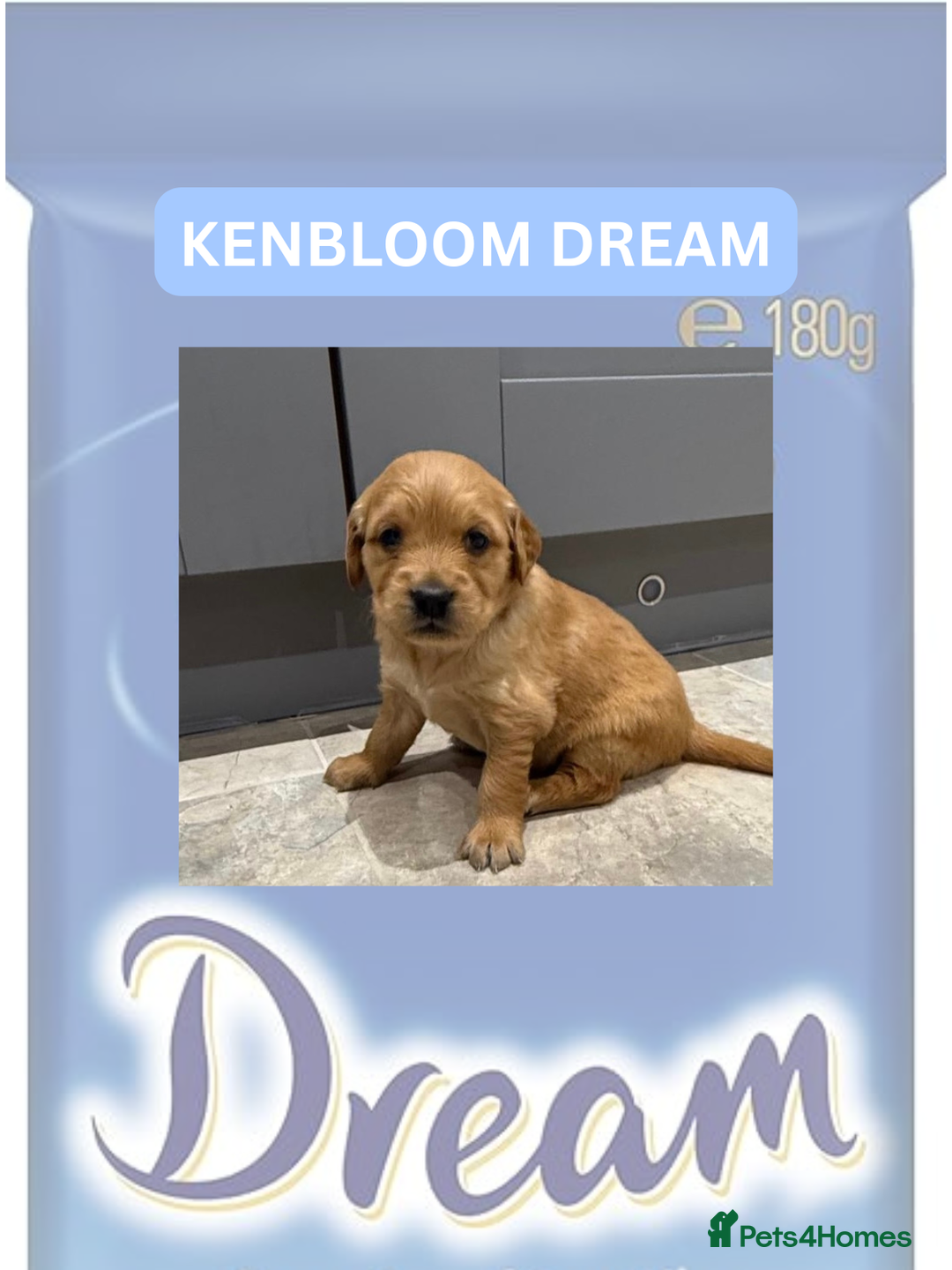 Golden Retriever dogs for sale: KC Dark Golden Retrievers 🧬 Health Tested Parents - Advert 1