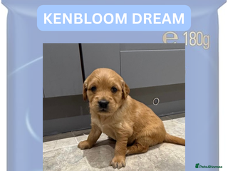 Golden Retriever dogs KC Dark Golden Retrievers 🧬 Health Tested Parents - Advert 2