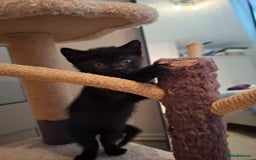 Mixed Breed cats for sale: seven funny kittens - Image 2