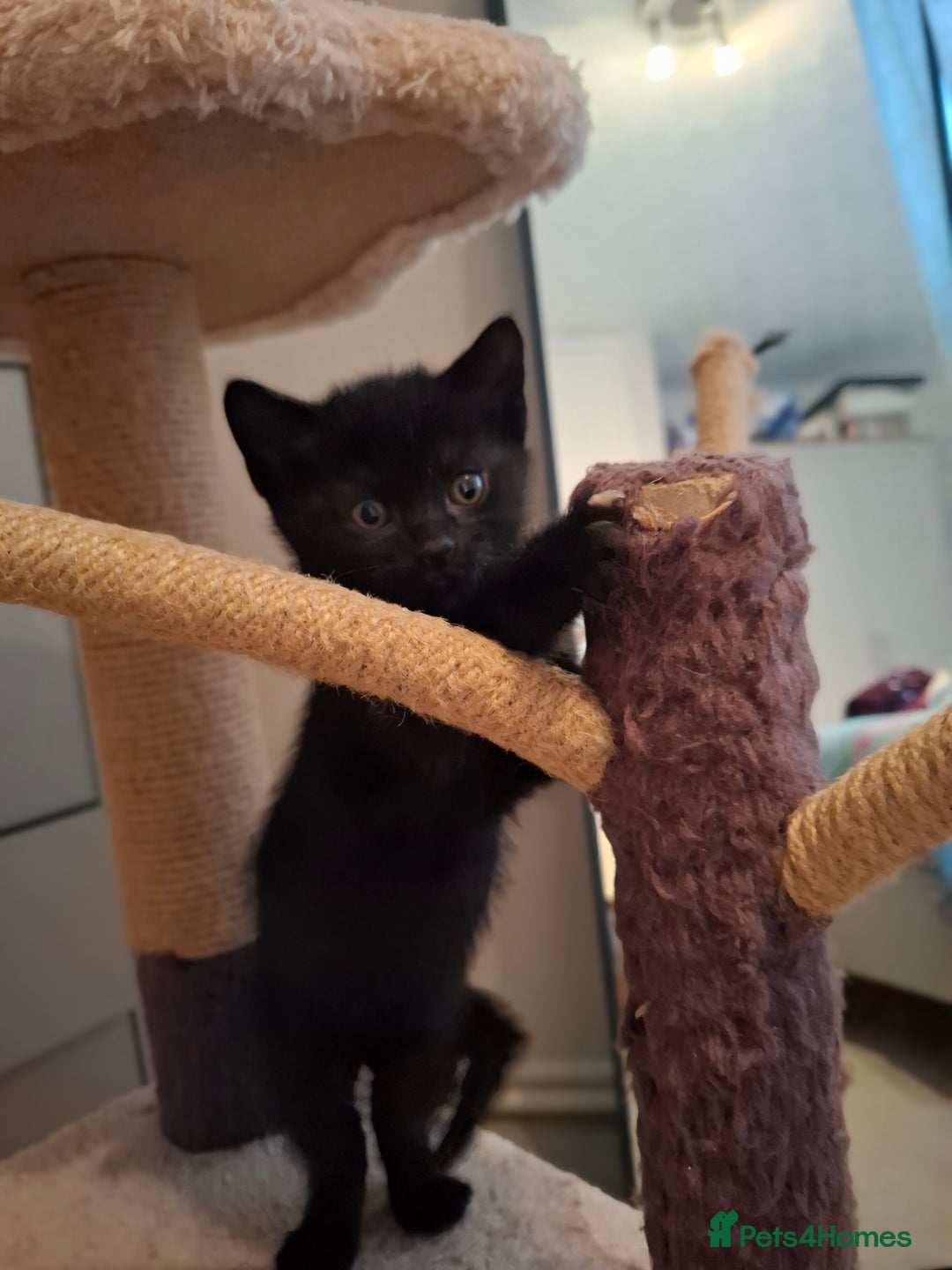 Mixed Breed cats for sale: seven funny kittens - Image 2