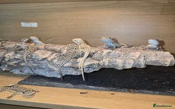 Bearded Dragon reptiles for sale: Baby bearded  - Image 10