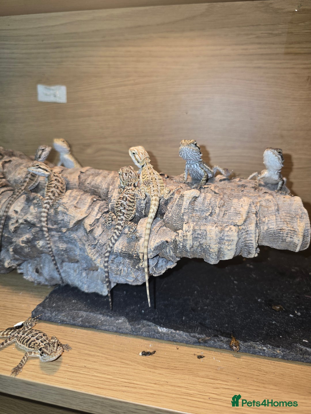 Bearded Dragon reptiles for sale: Baby bearded  - Image 10
