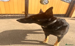 Belgian Shepherd Dog dogs for sale: Dutch Herder Puppies  - Image 22