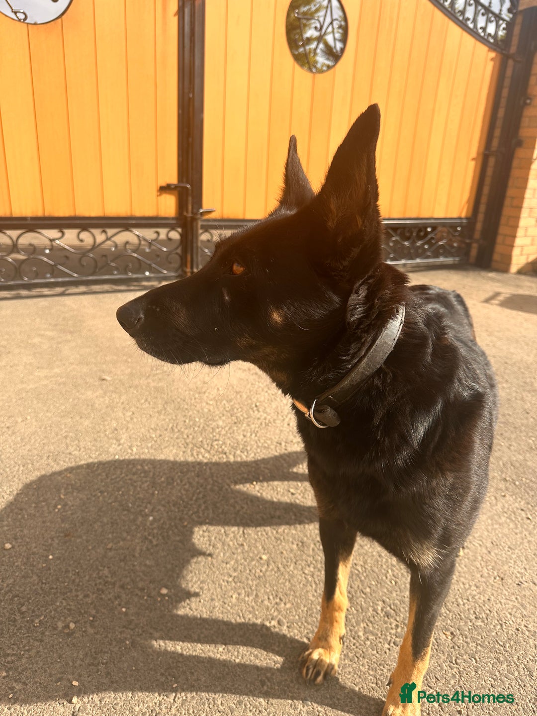 Belgian Shepherd Dog dogs for sale: Dutch Herder Puppies  - Image 22
