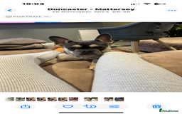 French Bulldog dogs for sale: Ready to go 2 x male French Bulldog KC registered - Image 21