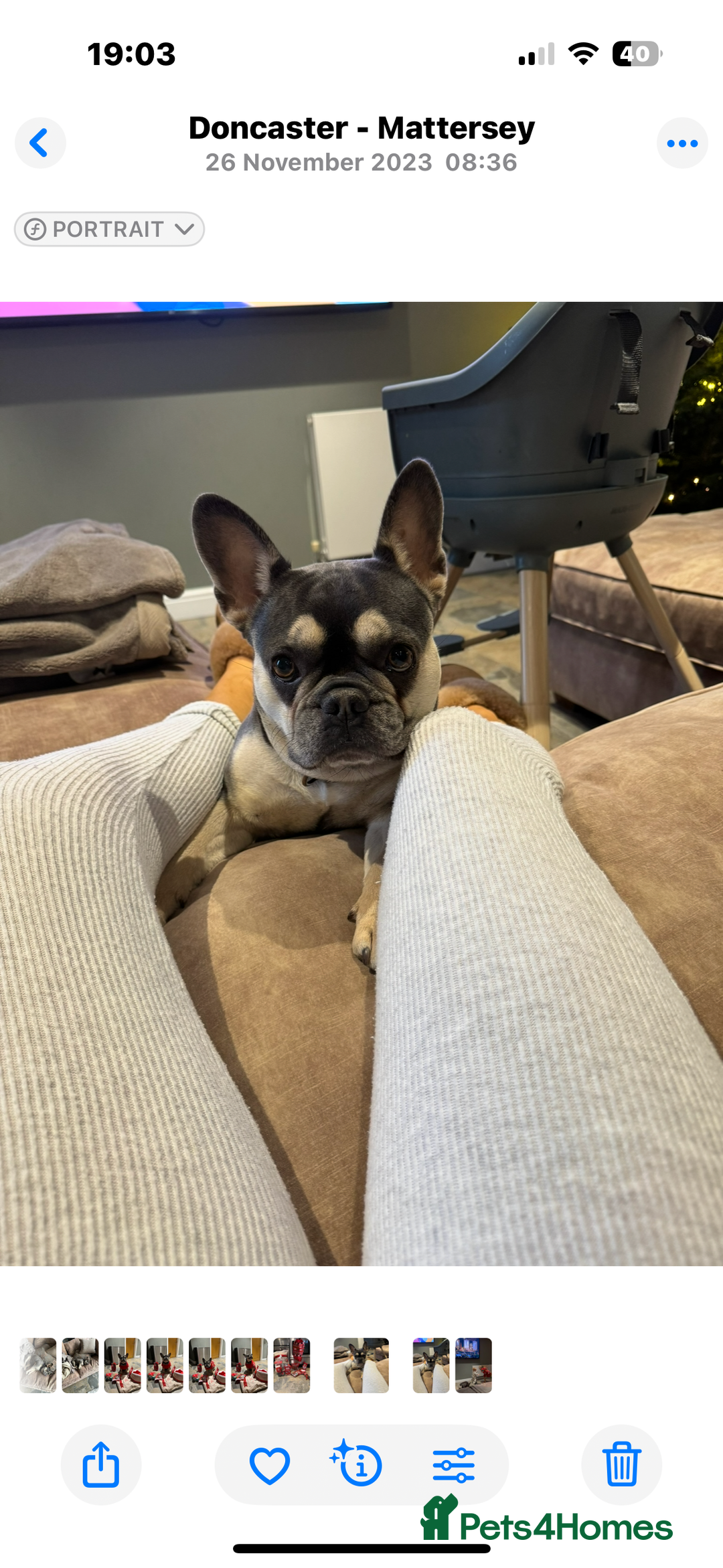 French Bulldog dogs for sale: Ready to go 2 x male French Bulldog KC registered - Image 21