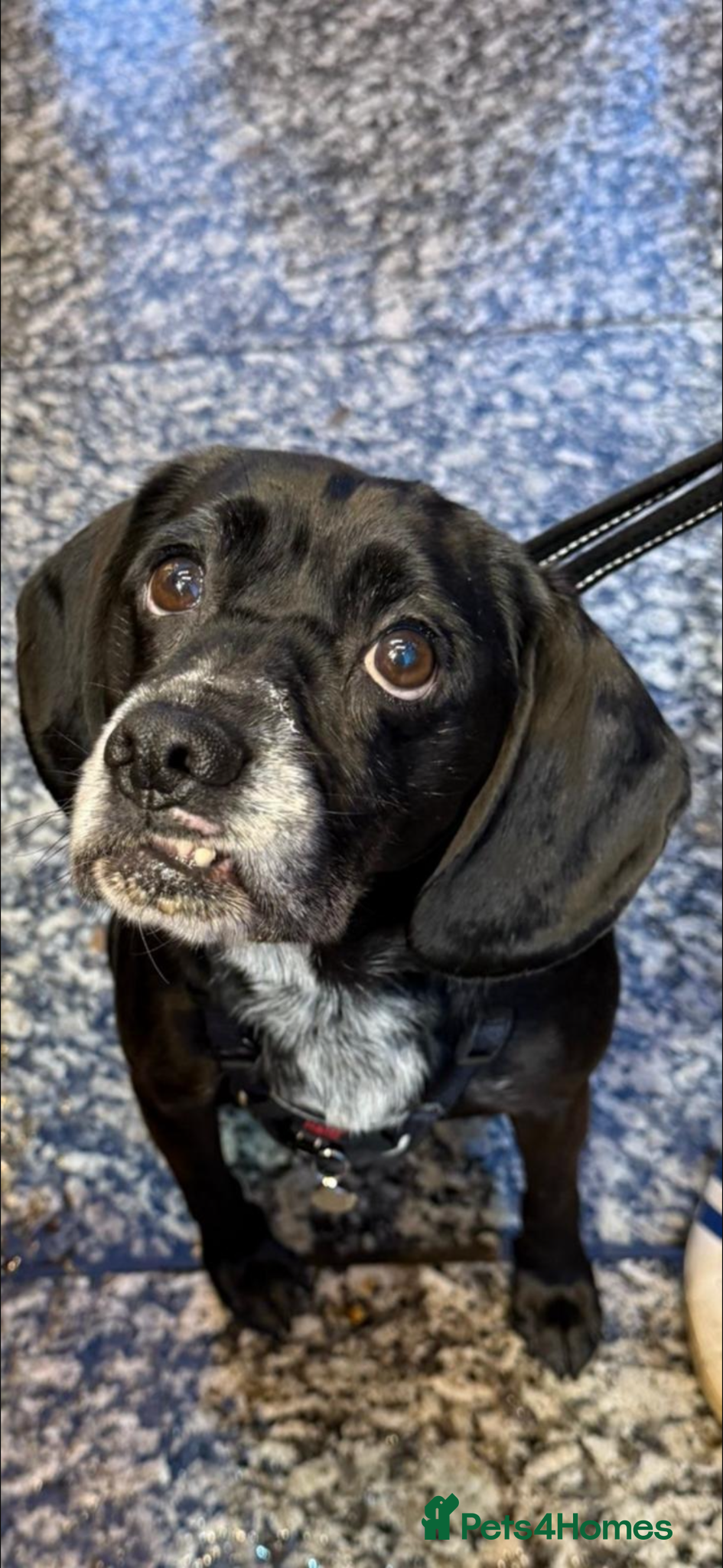 Mixed Breed dogs for sale: Beagle Labrador  in Ilkeston - Advert 5
