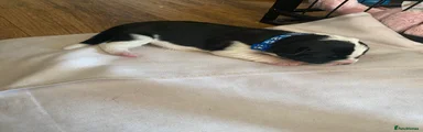 Puppy 6 Navy Blue 
