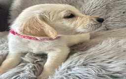 Golden Retriever dogs for sale: KC REGISTERED GOLDEN RETRIEVER PUPS - Image 9