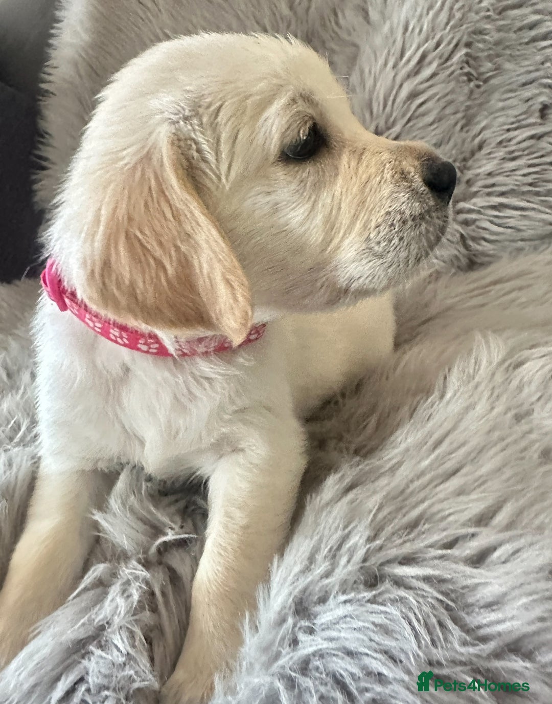 Golden Retriever dogs for sale: KC REGISTERED GOLDEN RETRIEVER PUPS - Image 9