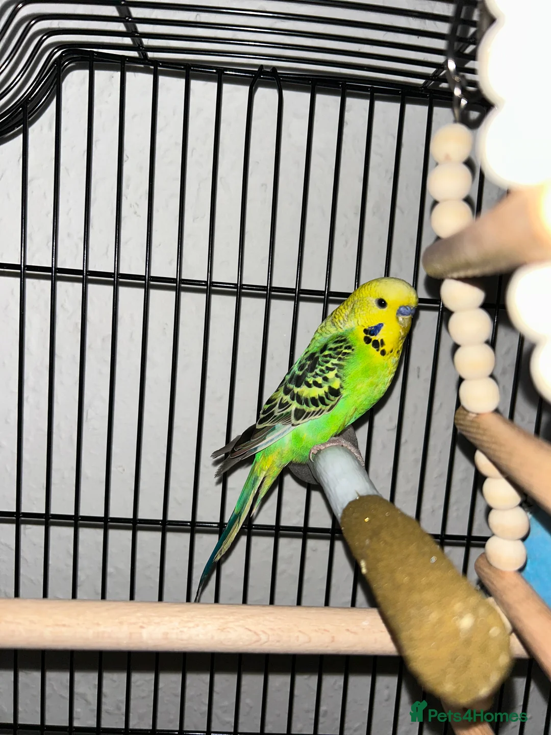Budgerigars birds for sale: Young Male Budgie (green) - Advert 2