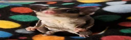 Sugar Glider rodents for sale: Bond pair of Male suger gliders. Both nurtured.  in Lincoln - Advert 5