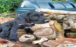 German Wirehaired Pointer dogs for sale: A LITTLE LAD! KC REG AND FULLY VACCINATED. - Image 2