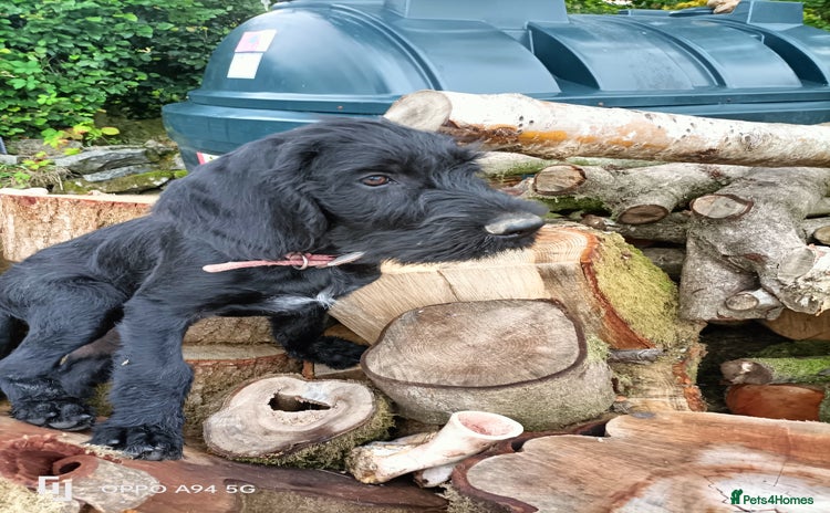 German Wirehaired Pointer dogs - Advert 1