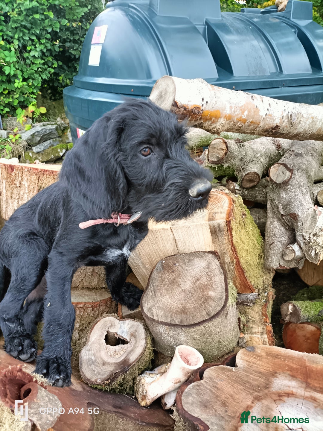 German Wirehaired Pointer dogs for sale: A LITTLE LAD! KC REG AND FULLY VACCINATED. - Image 2