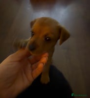 Jack Russell dogs Jack Russell Puppies - Advert 1