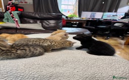 British Shorthair cats for sale: Stunning British Short Hair kittens for sale - Image 7