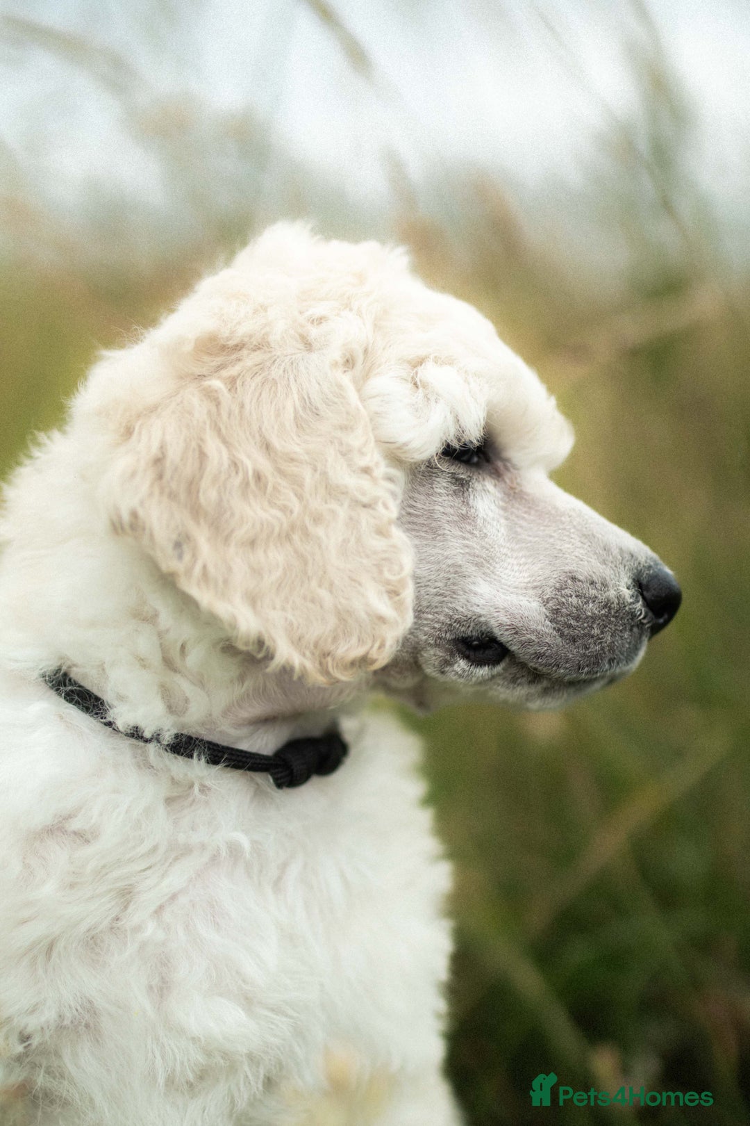 Standard Poodle dogs for sale: It has to be ALL WHITE Standard Poodle Puppies - Image 35