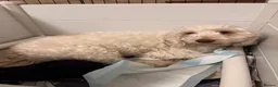Cockapoo dogs for sale: Beautiful Cockapoo Girl - wonderful temperament  - Advert 3