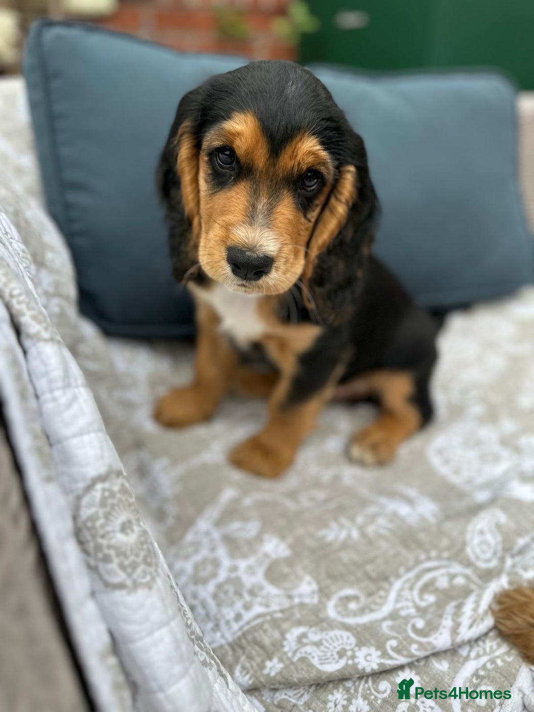 Cocker Spaniel dogs for sale: Stunning KC registered Working Cocker Spaniels  - Image 25