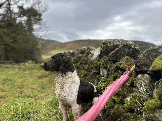 English Springer Spaniel dogs Heavily Marked Health Tested L/W Springer Stud in Penicuik - Advert 5