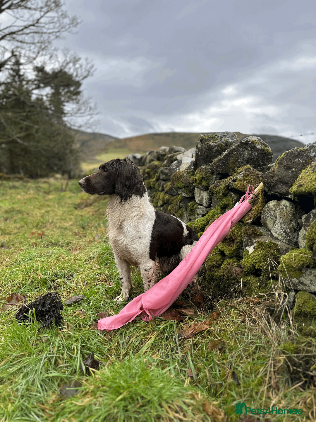 English Springer Spaniel dogs for stud: Heavily Marked Health Tested L/W Springer Stud - Advert 1