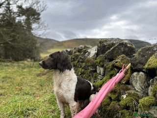 English Springer Spaniel dogs Heavily Marked Health Tested L/W Springer Stud in Penicuik - Advert 5