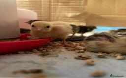 Quail poultry for sale: Chinese painted quails - Image 2