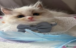 Ragdoll cats for sale: Blue eyes Blue-Bicolor kittens  - Image 1