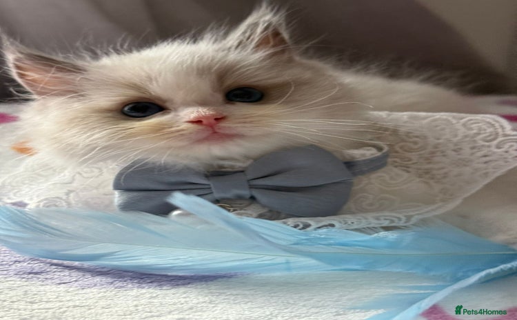 Ragdoll cats - Advert 1