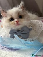 Ragdoll cats - Advert 2