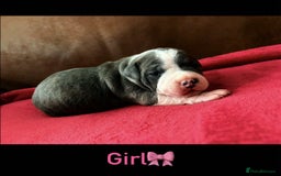 Staffordshire Bull Terrier dogs for sale: Adorable Staffordshire Bull Terrier Puppies  - Image 4