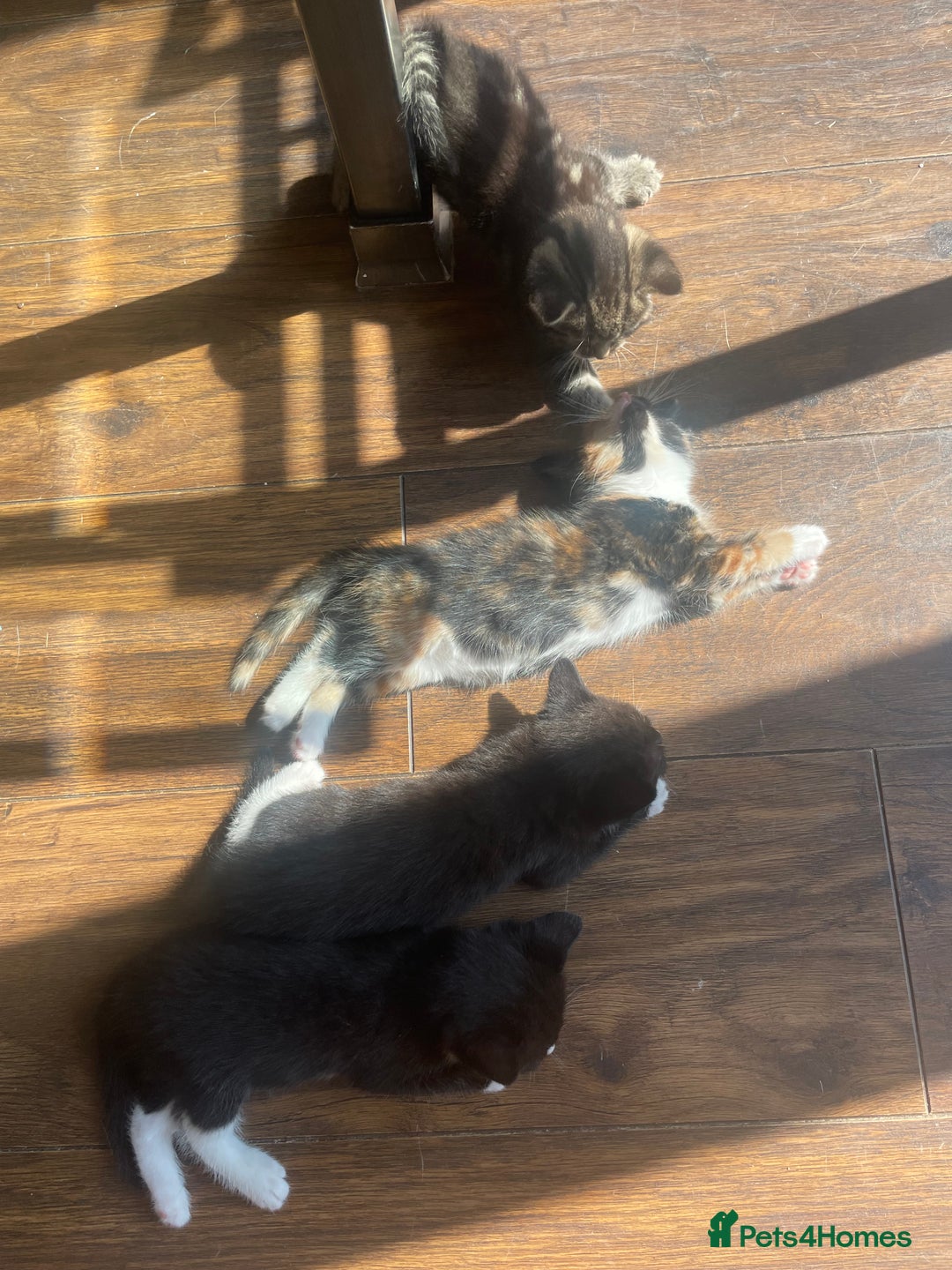 British Shorthair cats for sale: 8 adorable kittens - Image 5