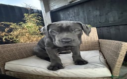 Mixed Breed dogs for sale: Mastiff pups for sale - Image 6