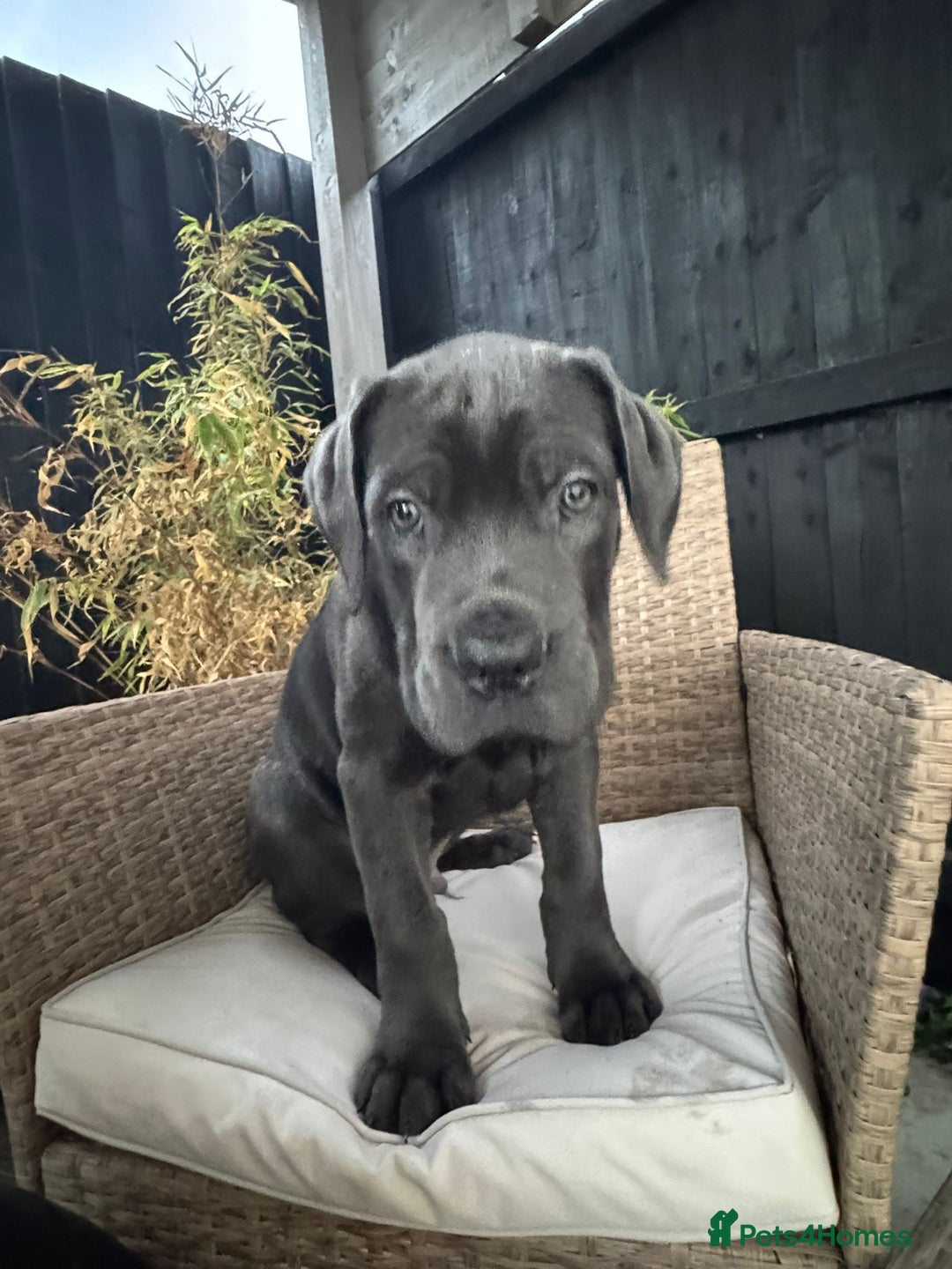 Mixed Breed dogs for sale: Mastiff pups for sale - Image 6