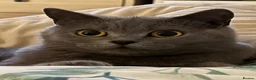 British Shorthair cats for sale: Two beautiful British shorthair X Scottish fold  - Advert 1