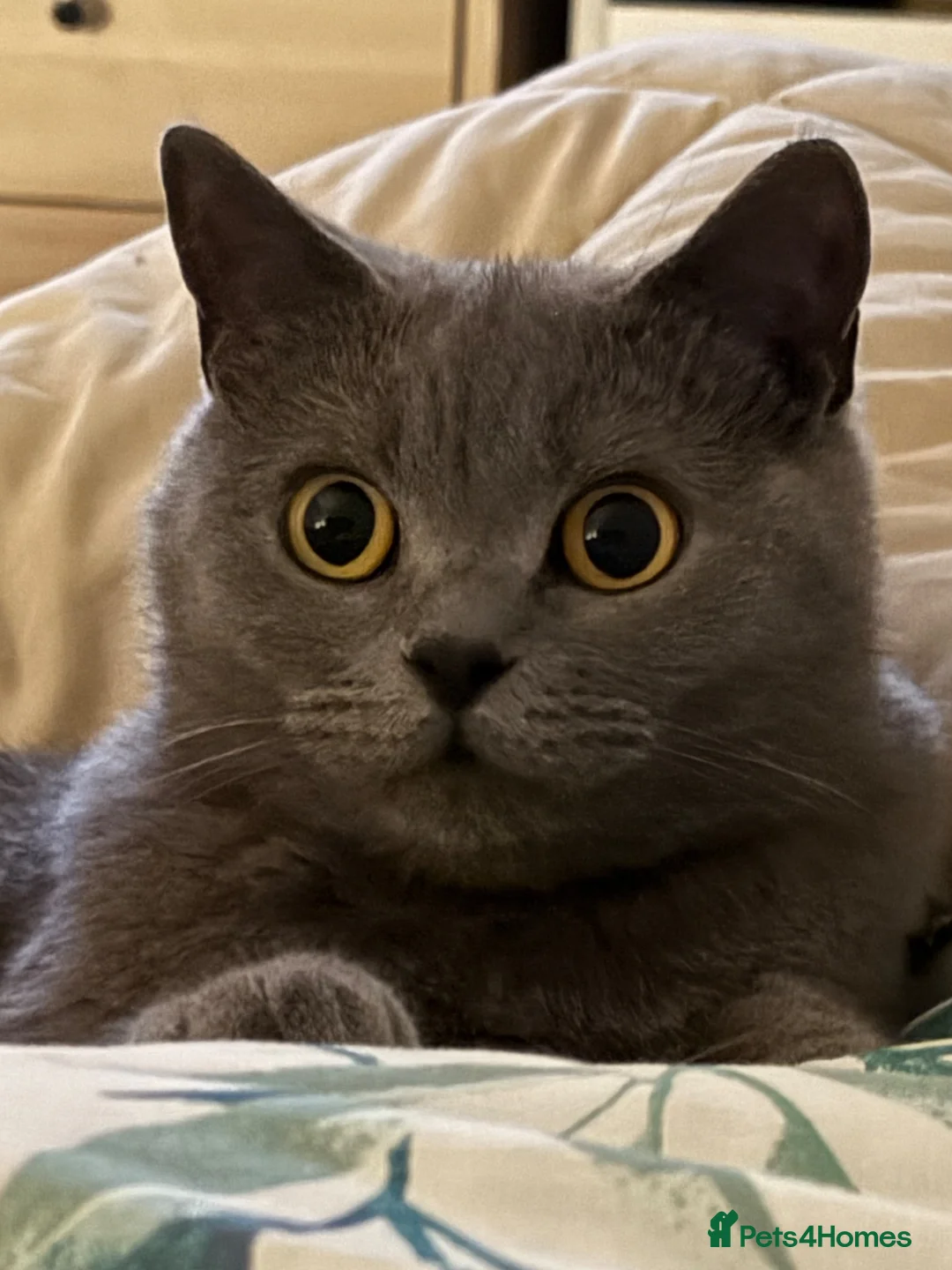 British Shorthair cats for sale: Two beautiful British shorthair X Scottish fold  - Advert 1